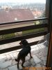 thumb_Ciko_Doma00002.jpg