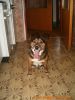 thumb_Ciko_Doma00010.jpg