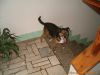 thumb_Ciko_Doma00012.jpg