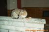 thumb_Jackie_Papani00004.jpg